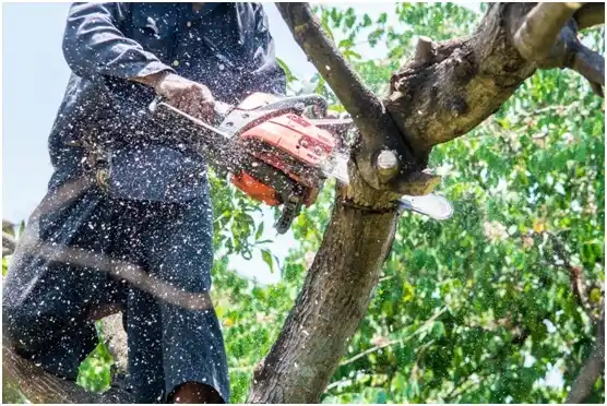 tree services Davidsville